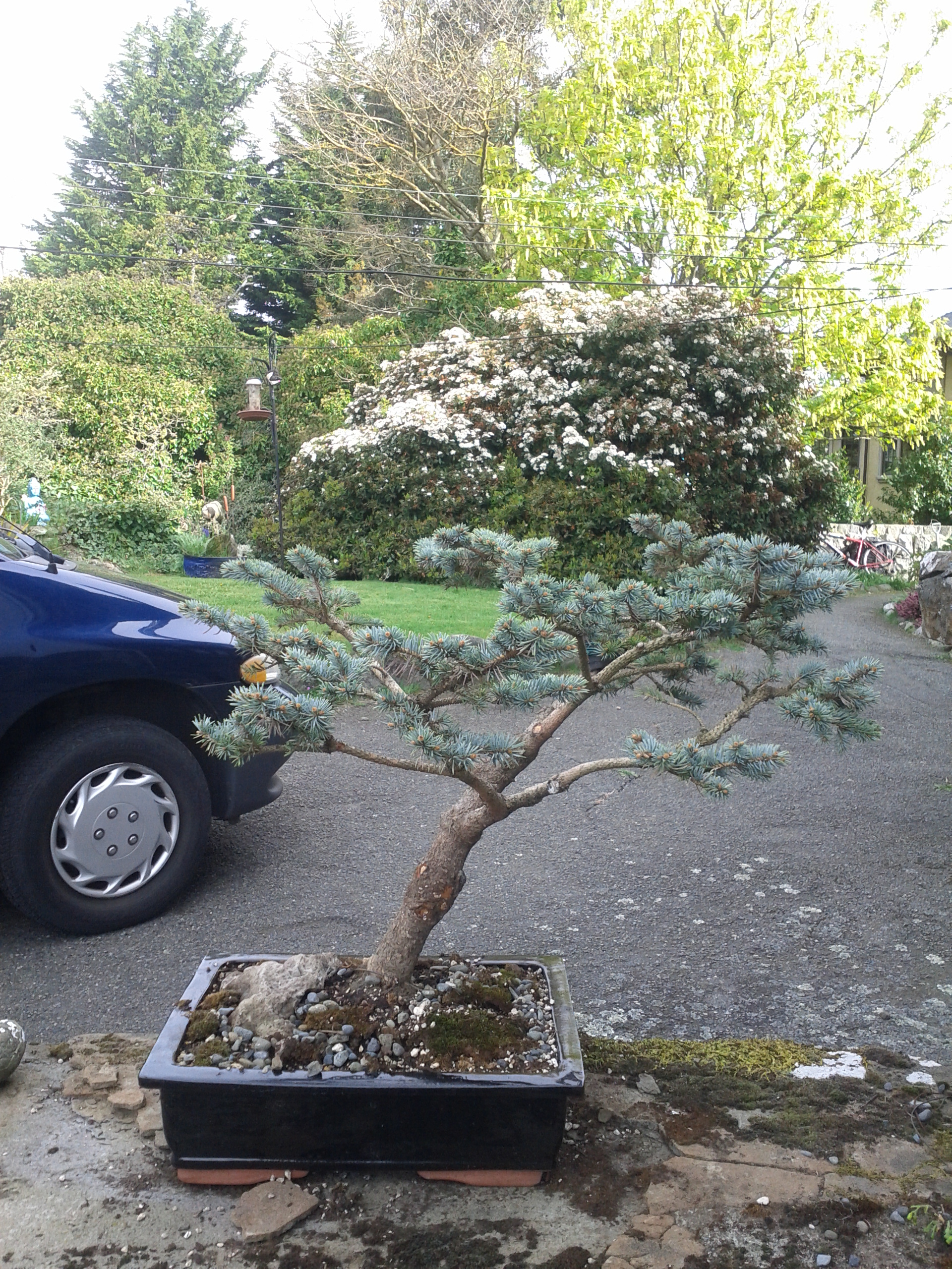  Blue Spruce Bonsai Tree of the decade Learn more here 